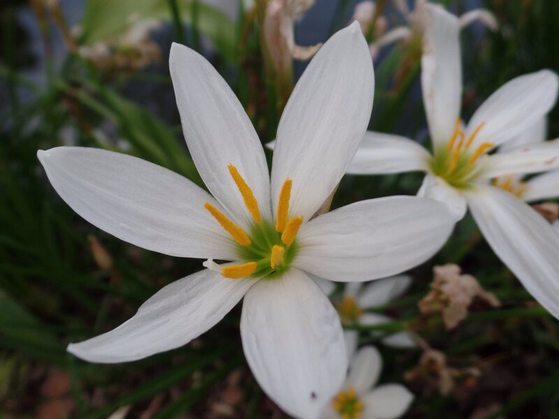 White Flower with Yellow Stamen — Calm, Spring