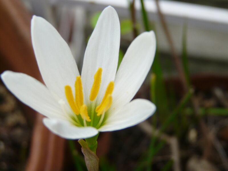 White Flower with Yellow Stamen — Calm