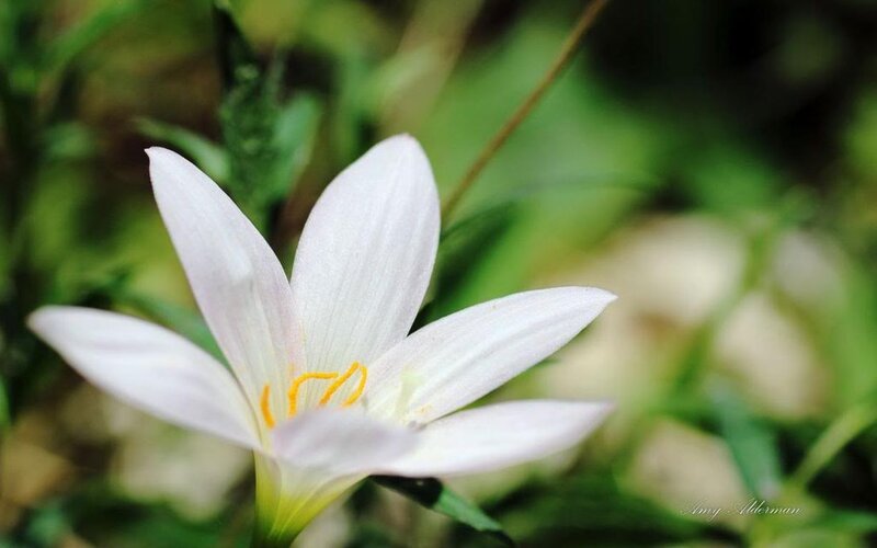 White Flower with Yellow Stamen — Serene, Morning