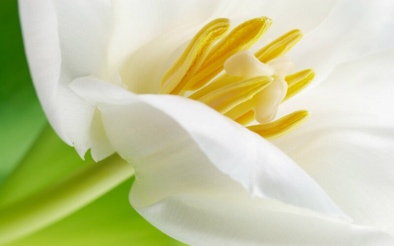 White Flower with Yellow Stamen — Serene, Photograph, Petal