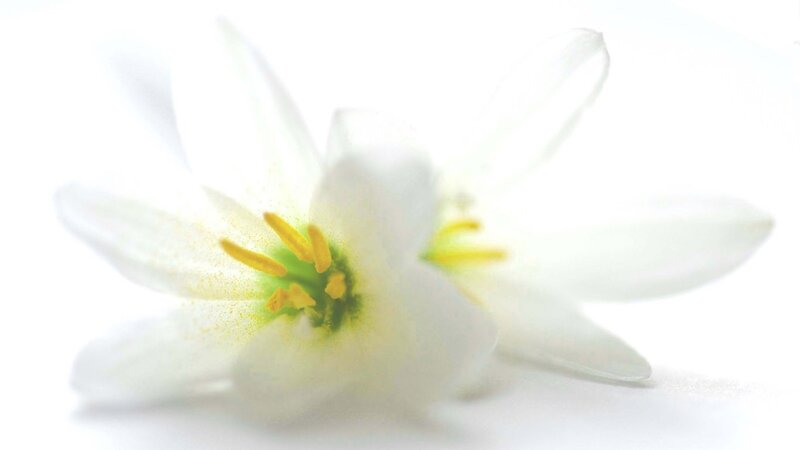 White Flower with Yellow Stamen — Serene, Photograph, Petals, Green