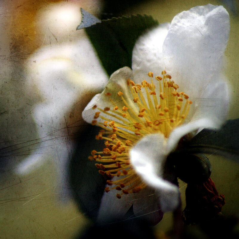 White Flower with Yellow Stamen — Serene
