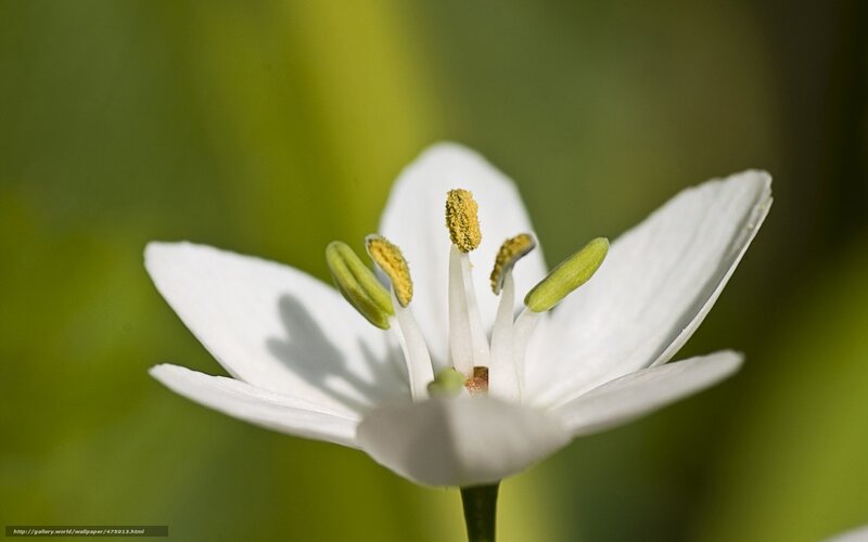 white flower with yellow stamen