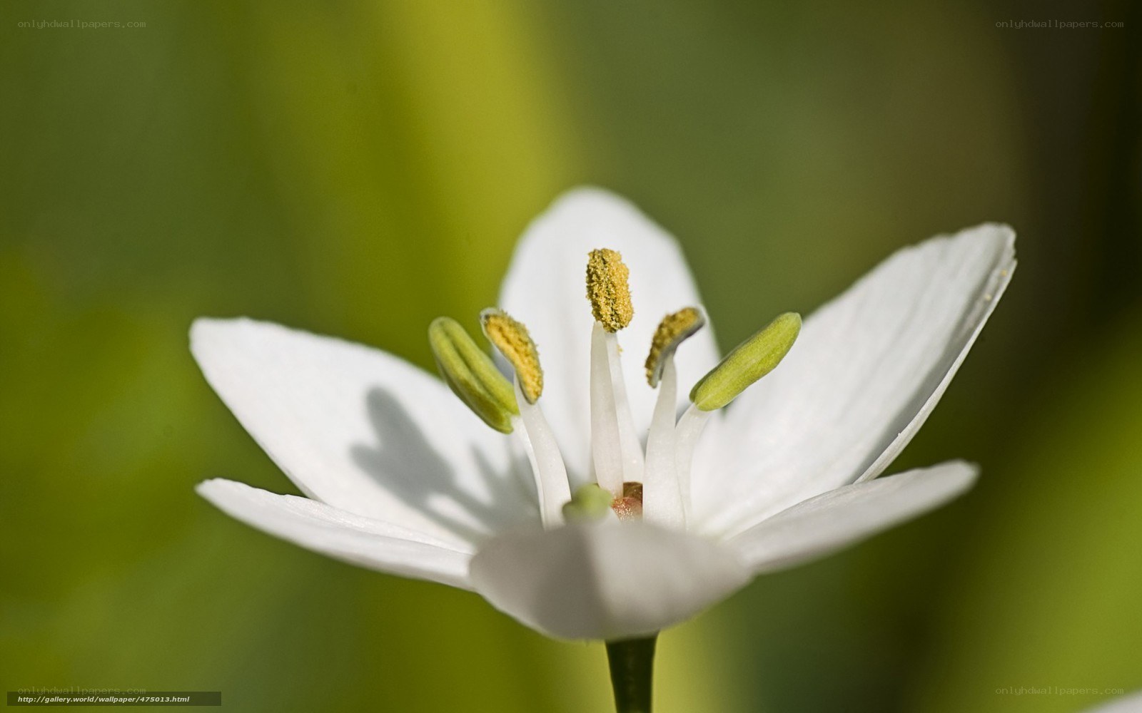 white flower with yellow stamen