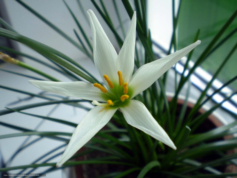 white flower with yellow stamens