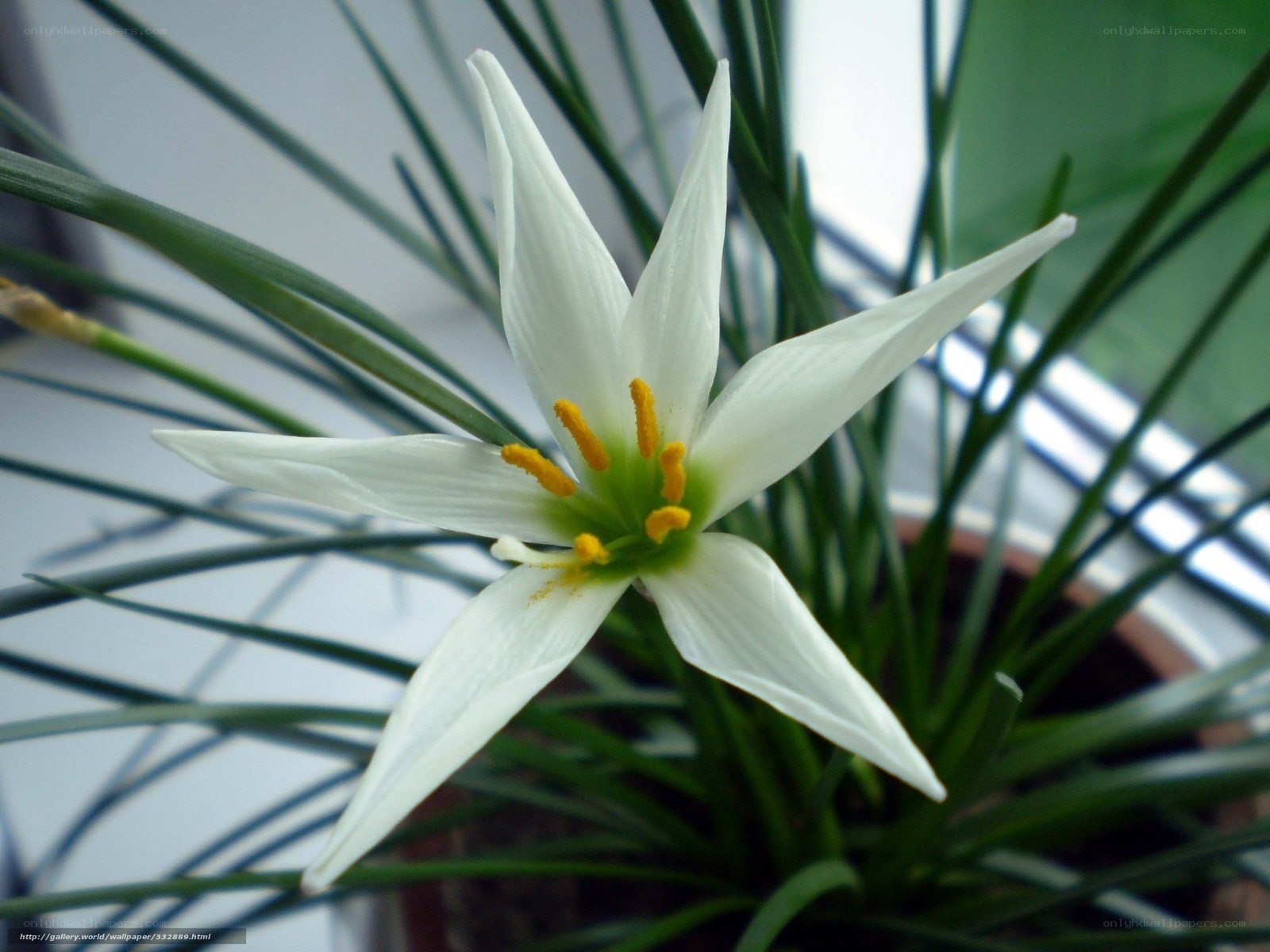 white flower with yellow stamens
