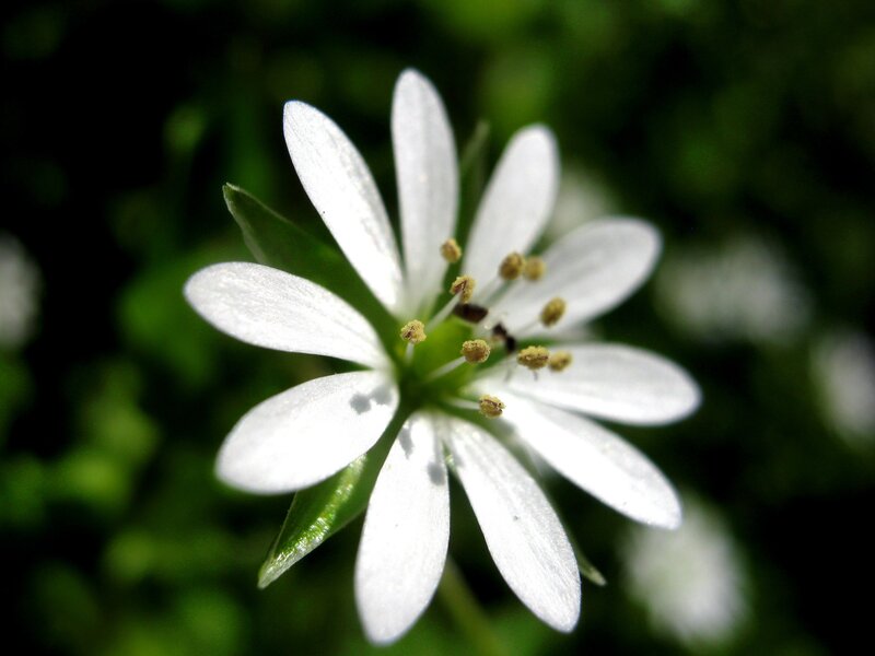 white flower with yellow stamens
