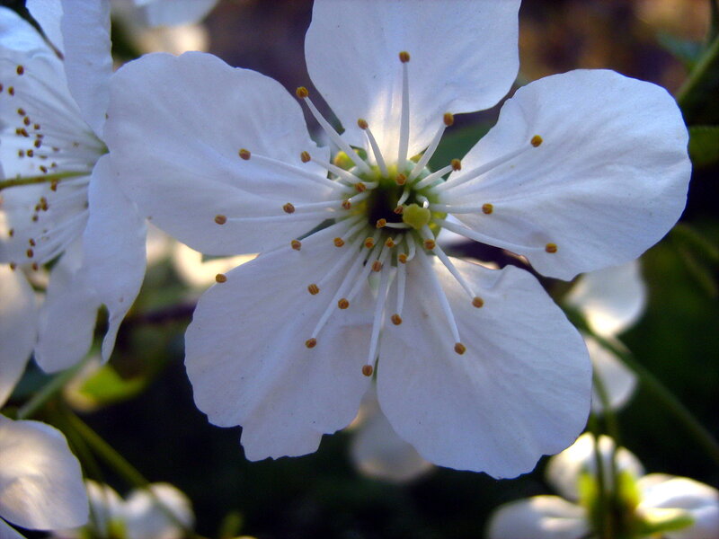 white flower with yellow stamens