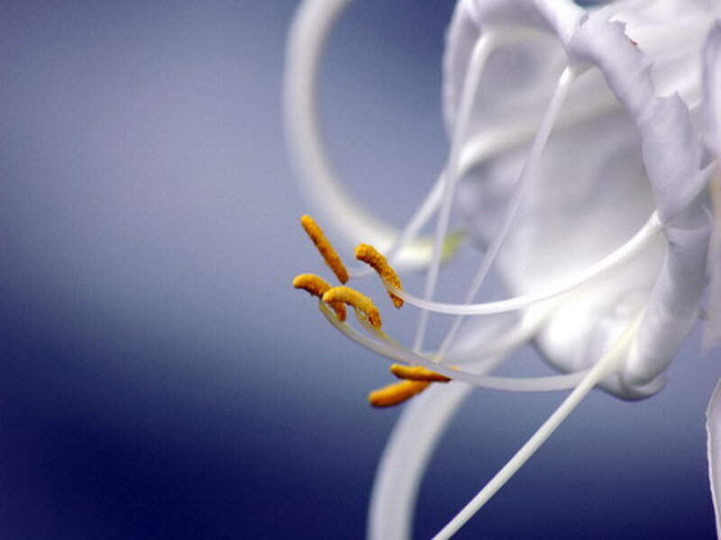 white flower with yellow stamens