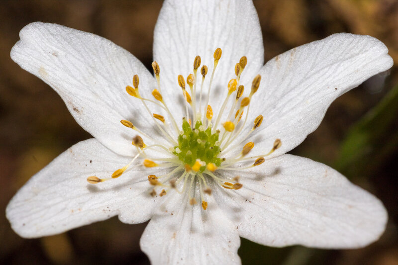 White Flower with Yellow Stamens — Calm, Spring
