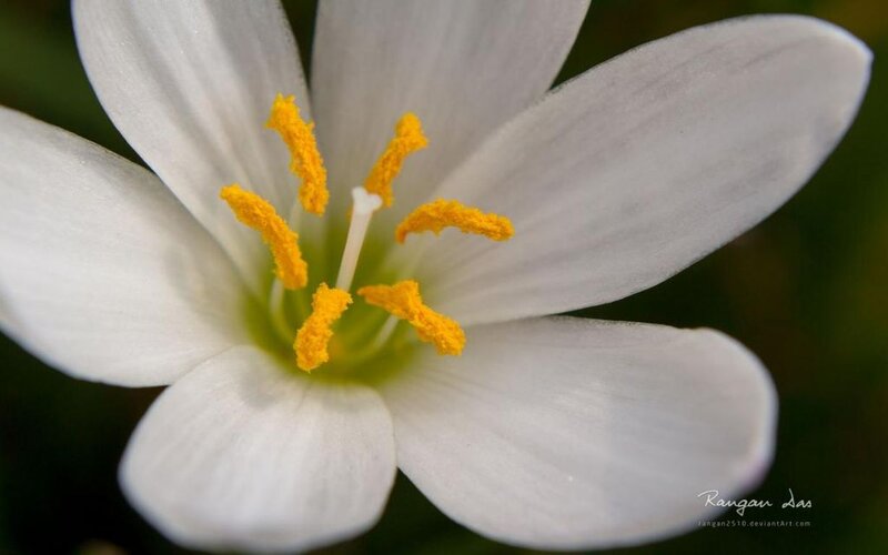 White Flower with Yellow Stamens — Calm