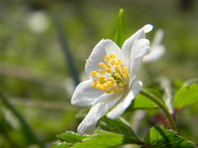White Flower with Yellow Stamens — Serene, Morning