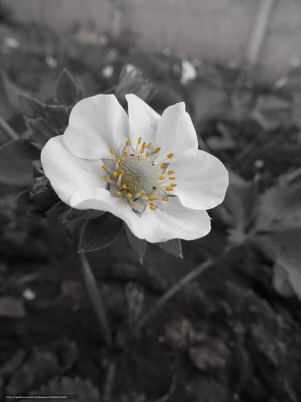 White Flower with Yellow Stamens — Serene, Photograph, Leaves