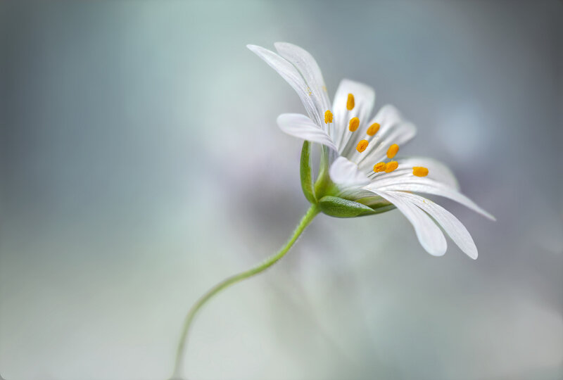 White Flower with Yellow Stamens — Serene, Photograph
