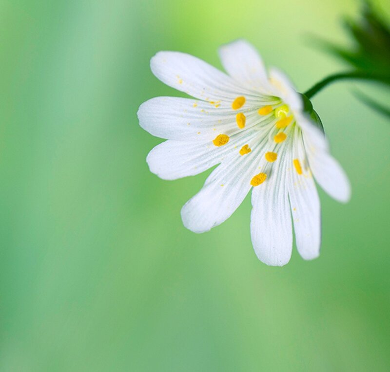 White Flower with Yellow Stamens — Serene, Spring