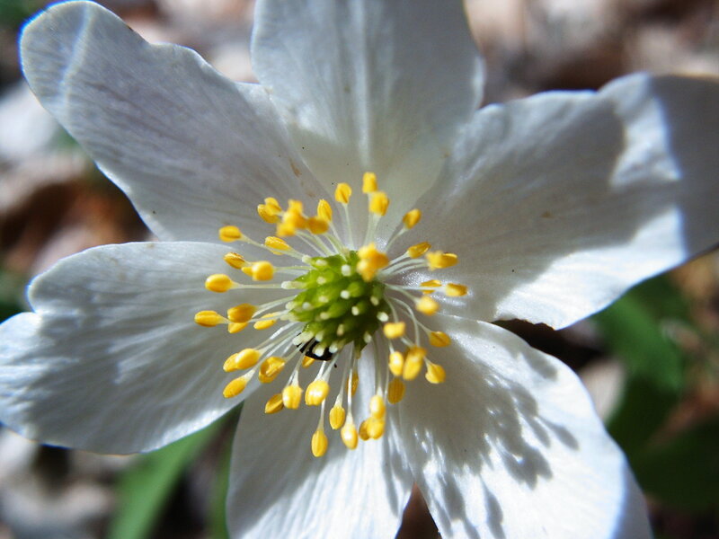White Flower with Yellow Stamens — Serene