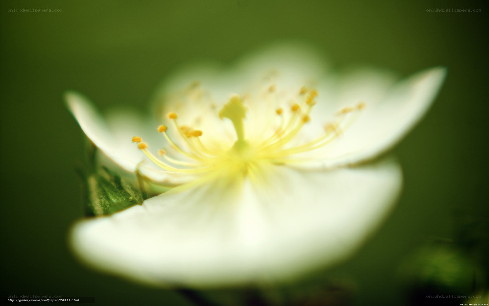 White flower with yellow stamens