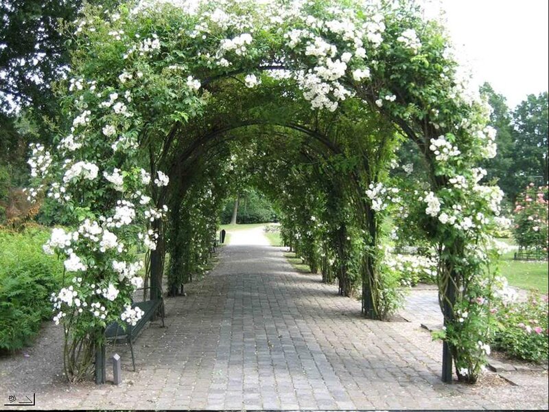 White-flowered Arbor
