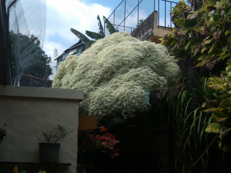 White-flowered Bush