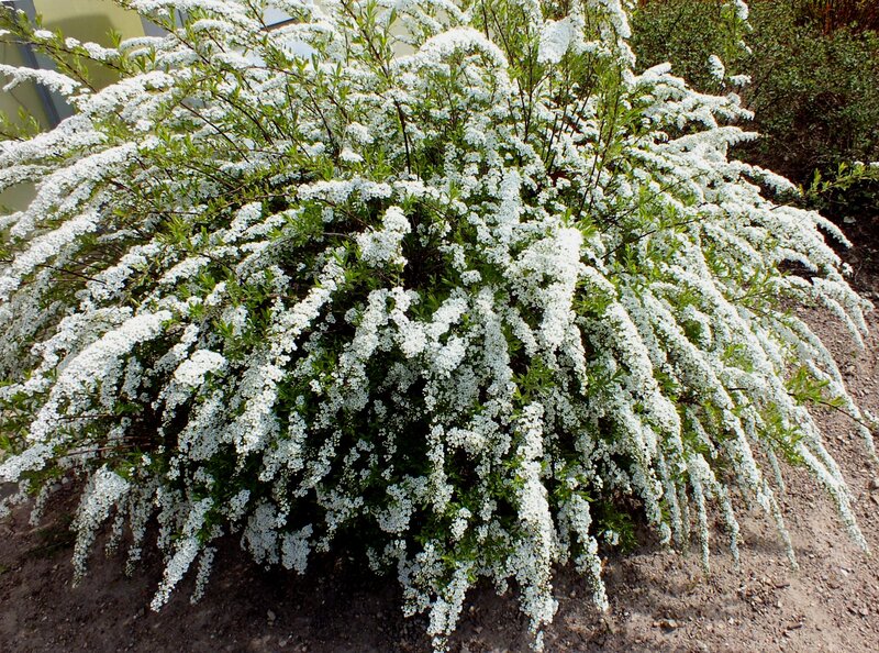 White-flowered Bush — White