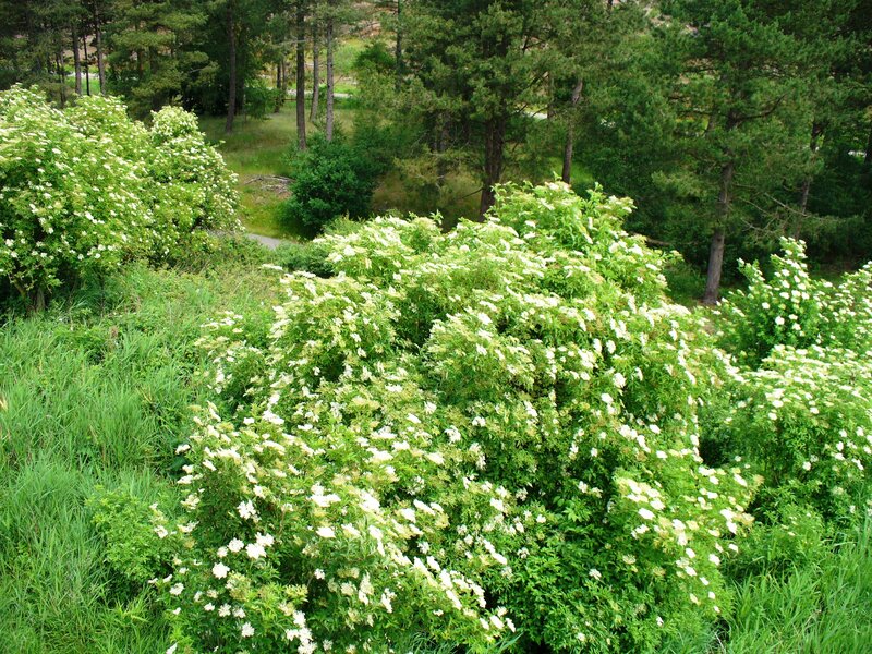 White-flowered Bushes