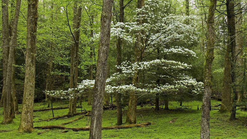 White-flowered dogwood in forest