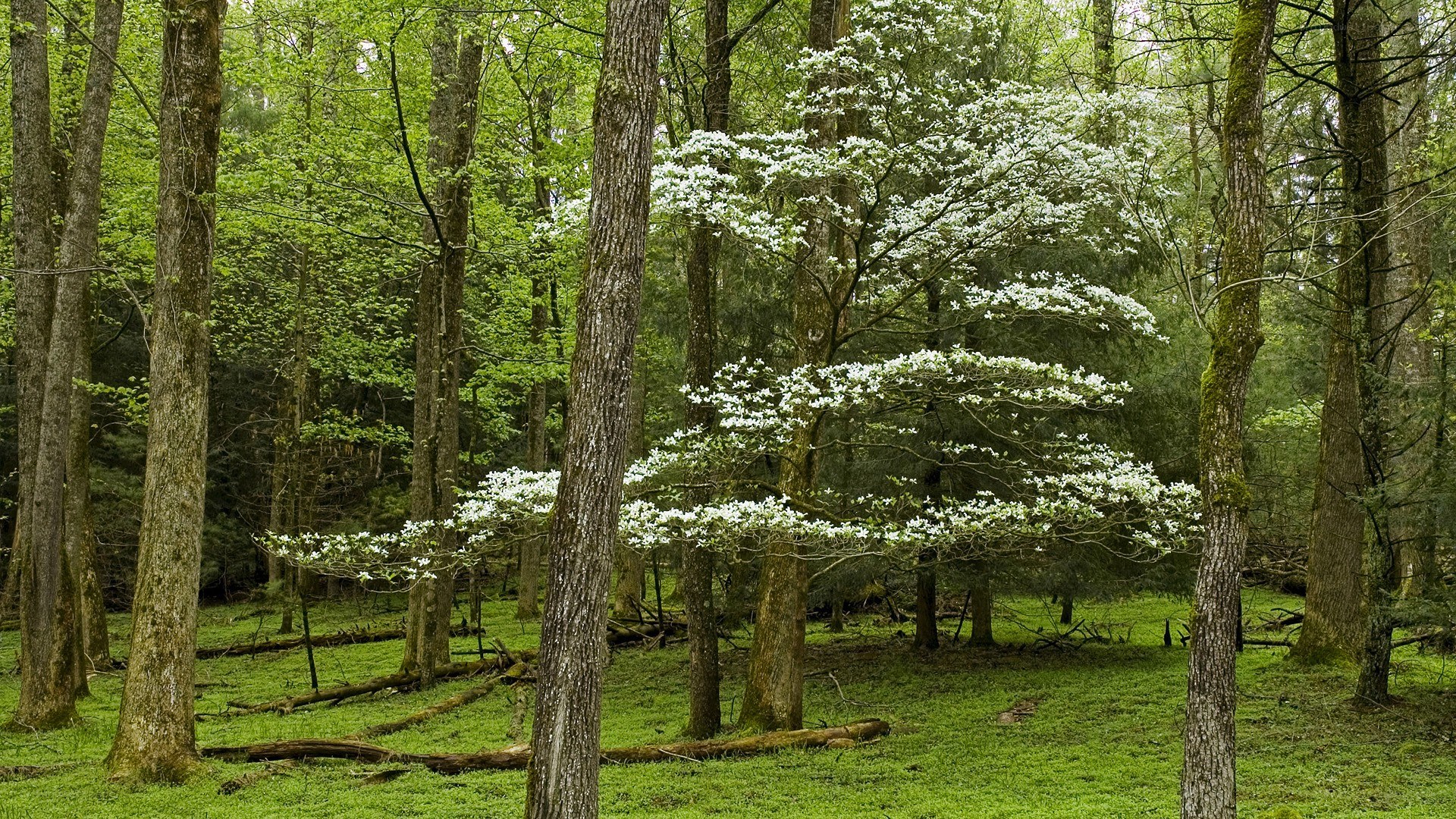 White-flowered dogwood in forest