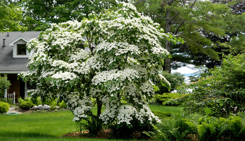 White-flowered Dogwood Tree — Green
