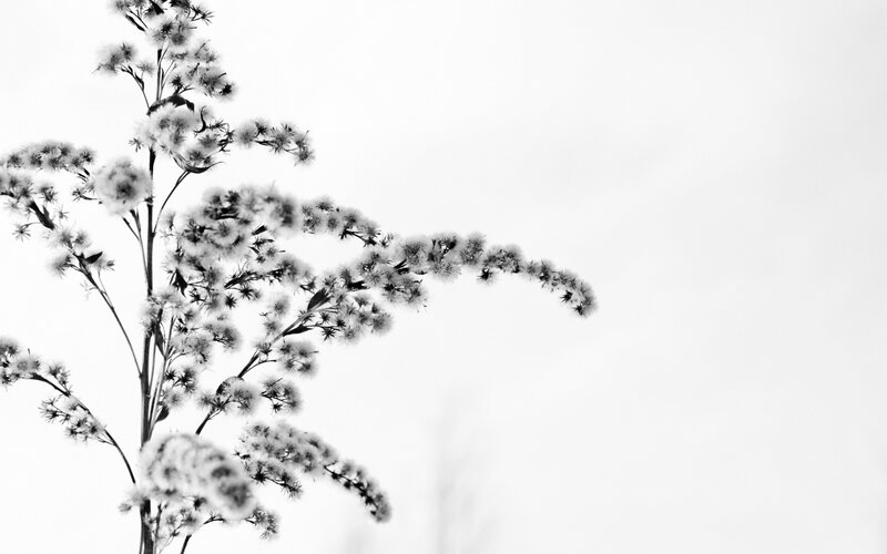 White Flowered Plant — Black