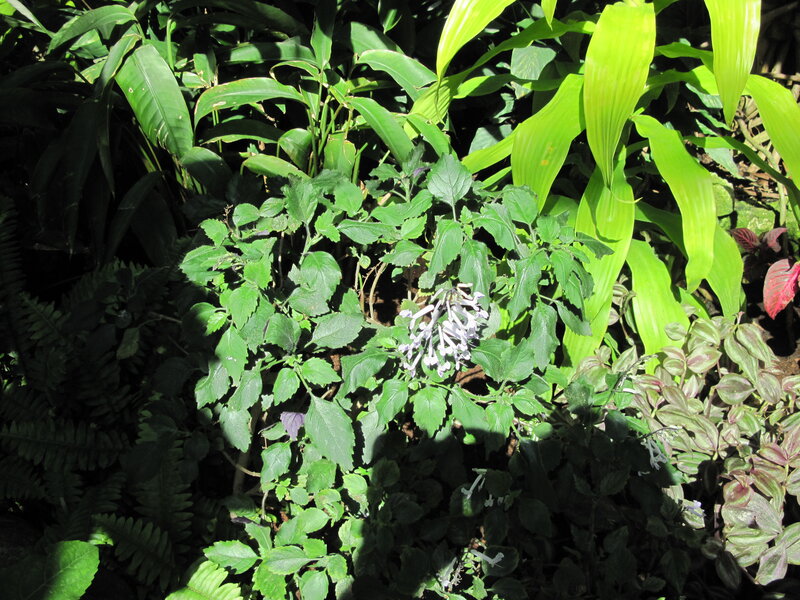 White-flowered Plant — Green