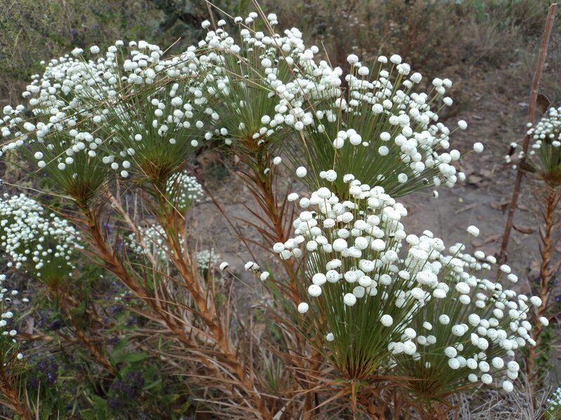 white flowered plant in field