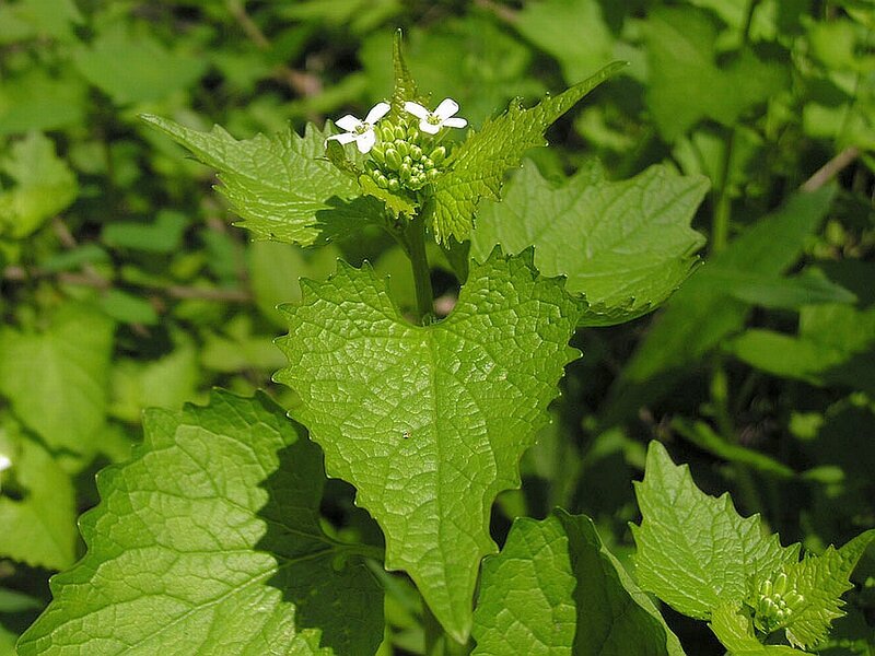 White Flowered Plant
