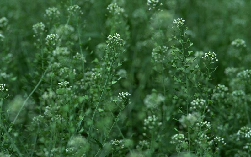 White-flowered Plants — Green