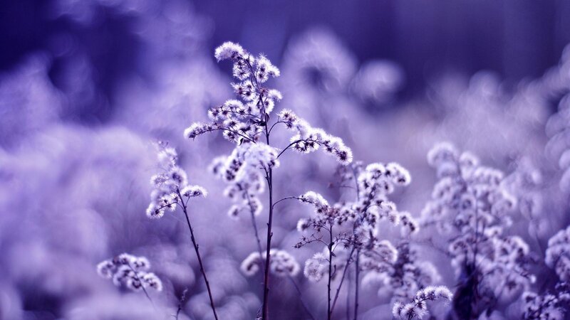 White Flowered Plants