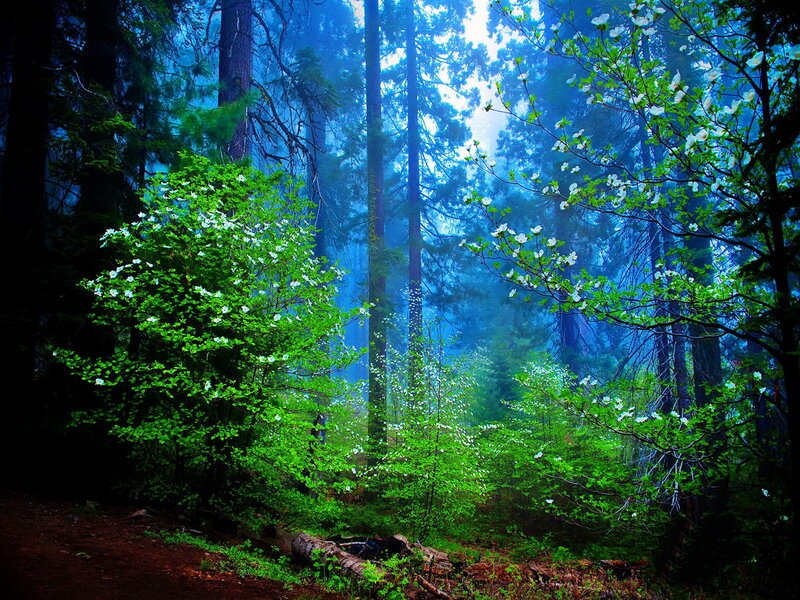 White-flowered Shrubs in Forest