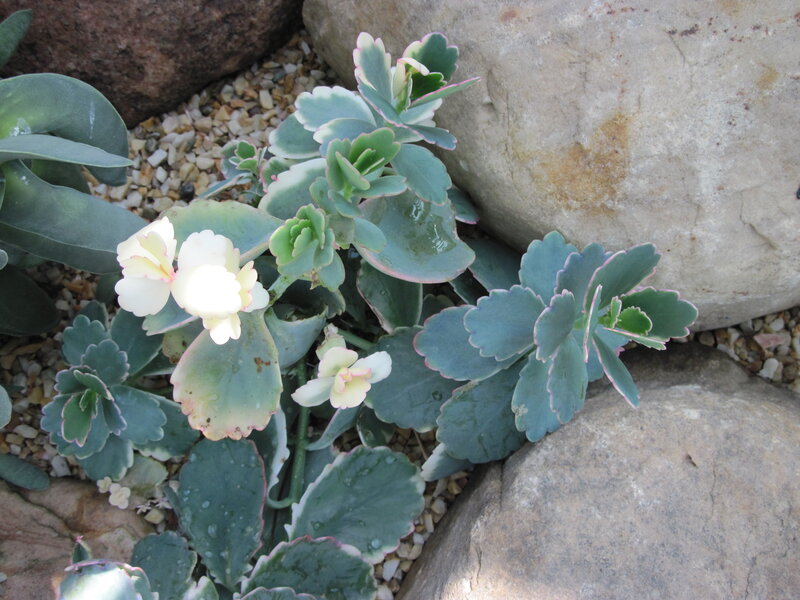 White-flowered Succulent Plant