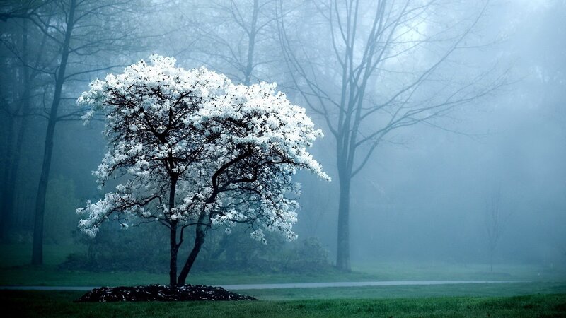 White-flowered Tree — Blue, Misty, Spring