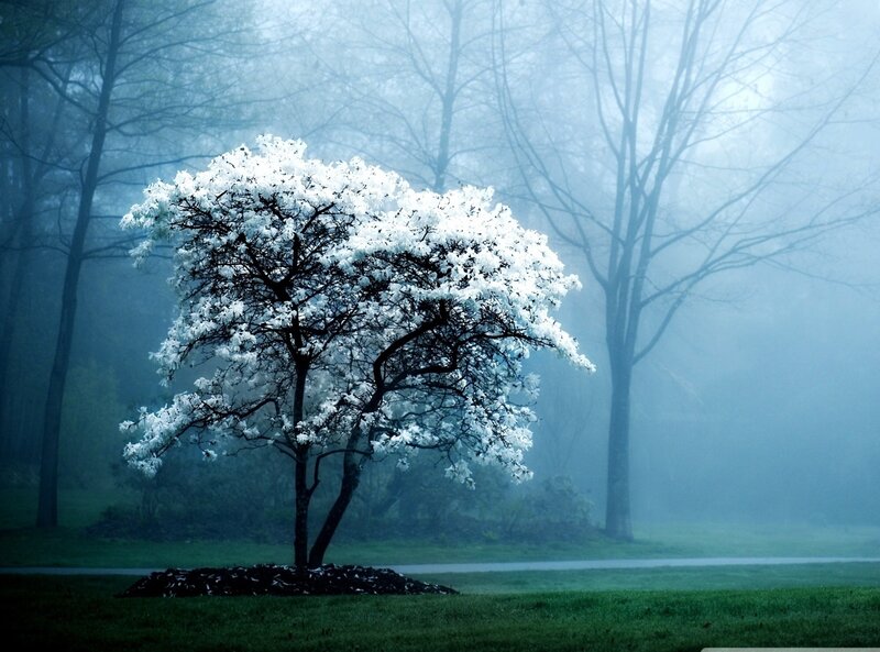 White-flowered Tree — Blue, Misty