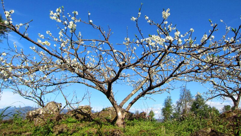 White-flowered Tree — Blue, Serene, Spring, Photograph