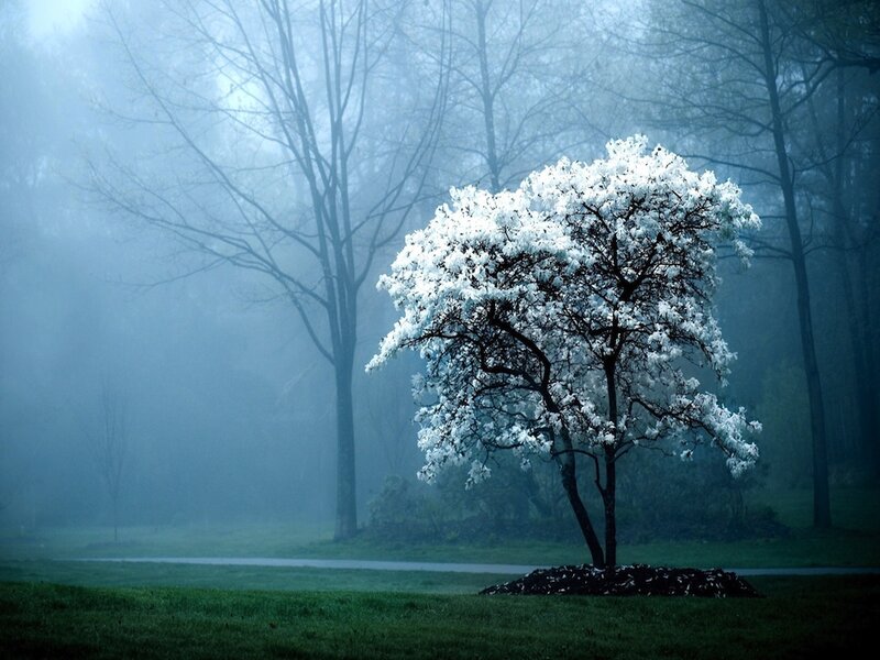 White-flowered Tree — Blue, Serene, Spring