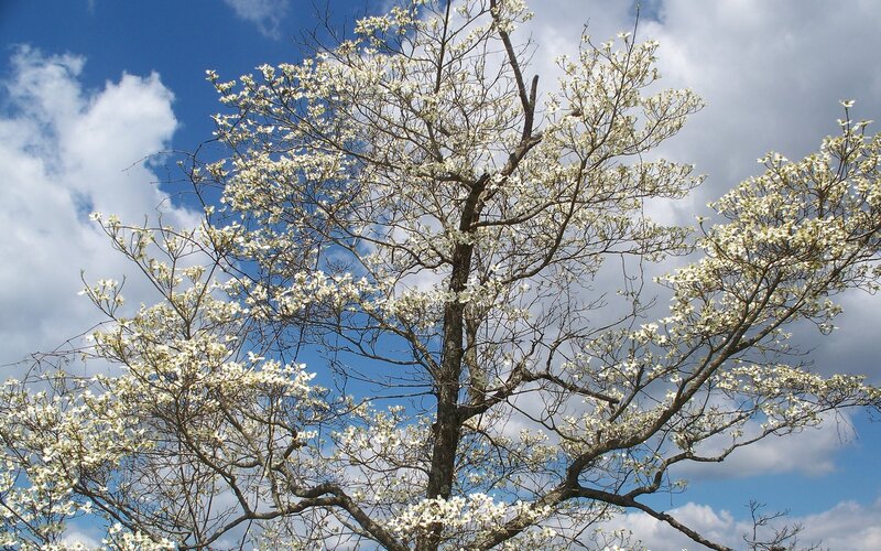 White-flowered Tree — Blue, Serene