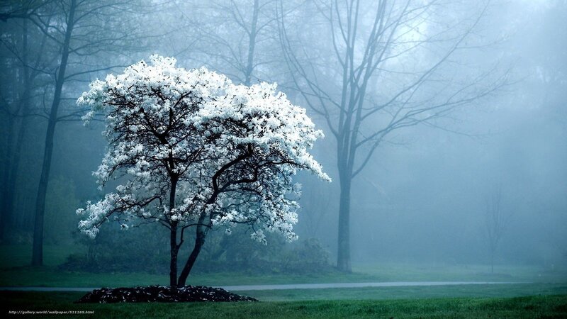 White-flowered Tree — Green, Misty, Morning, Photograph