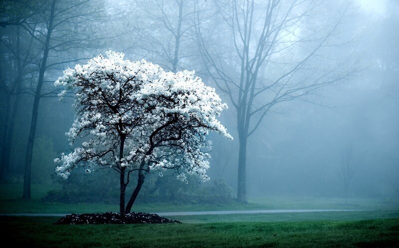 White-flowered Tree — Green, Misty, Spring, Photograph, Fog