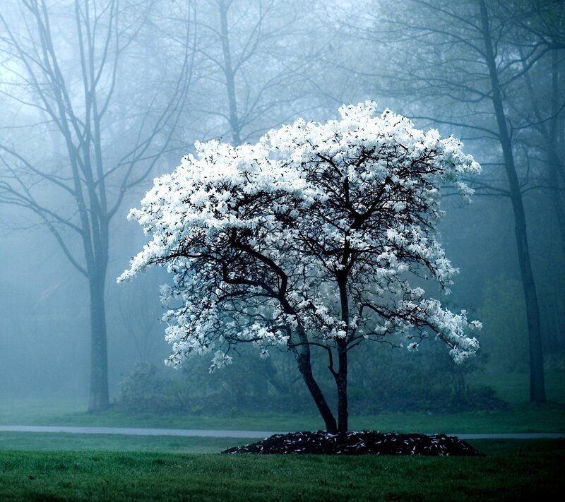 White-flowered Tree — Green, Misty, Spring, Photograph