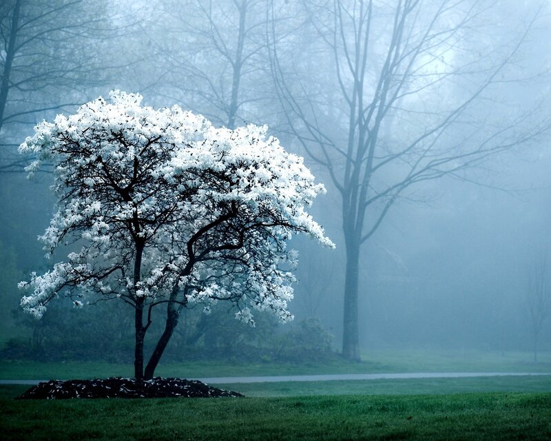 White-flowered Tree — Green, Misty