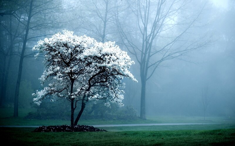 White-flowered Tree — Green, Serene, Morning