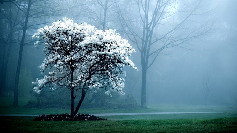 White-flowered Tree — Green, Serene, Spring