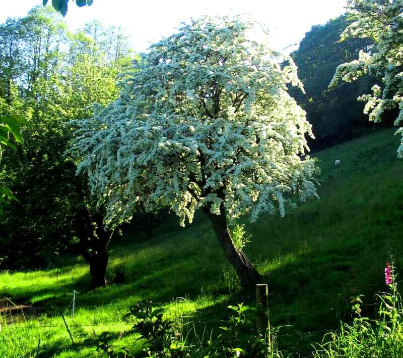 White-flowered Tree — Green