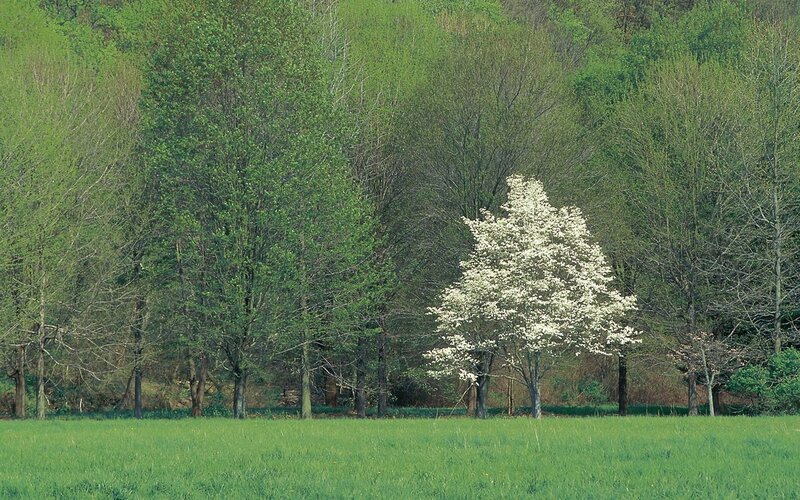 White-flowered tree in a green field