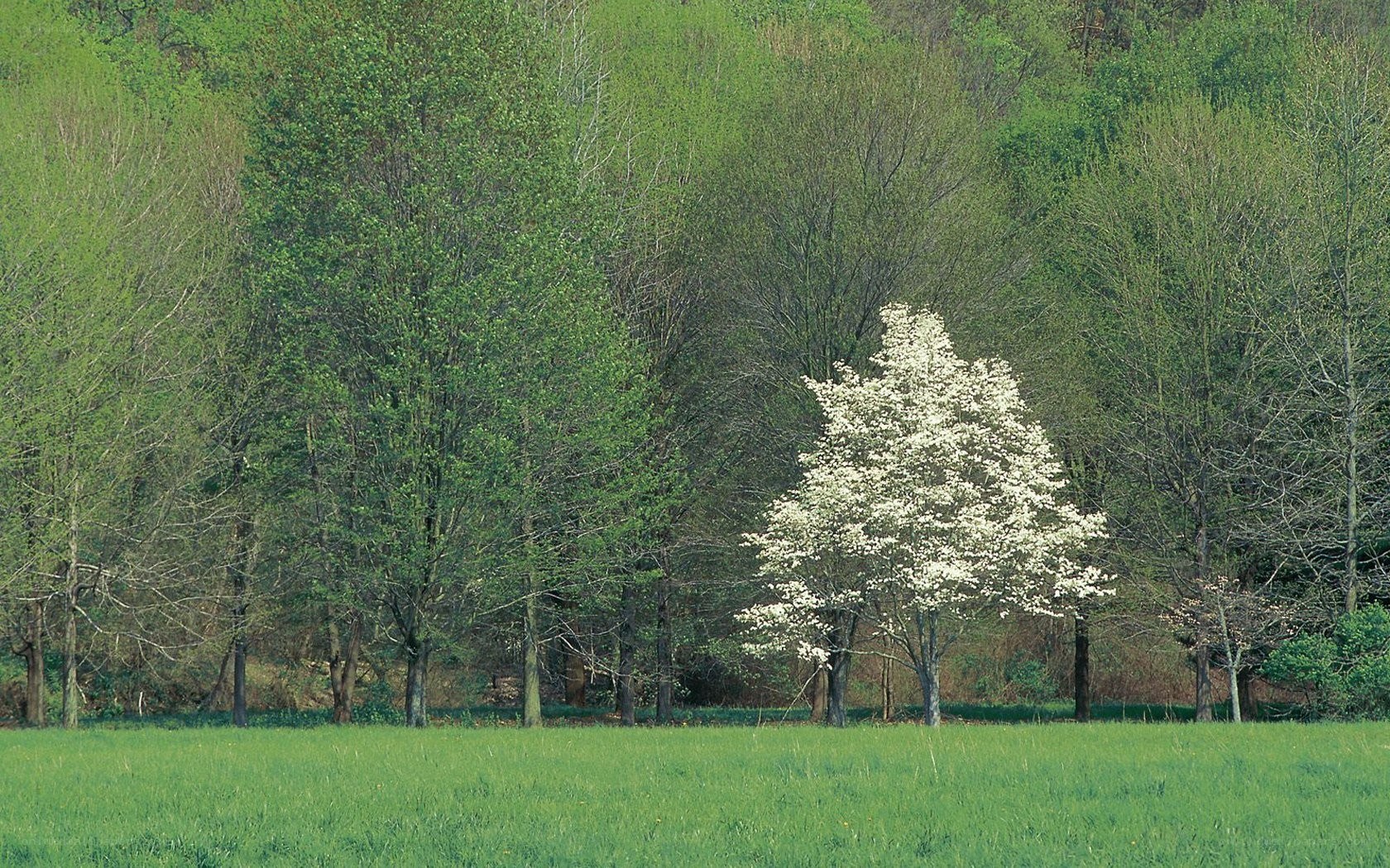 White-flowered tree in a green field